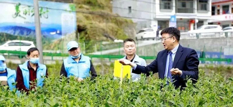 关于汉阴：茶叶专家“零距离”培训 助推茶产业发展的资讯(1)