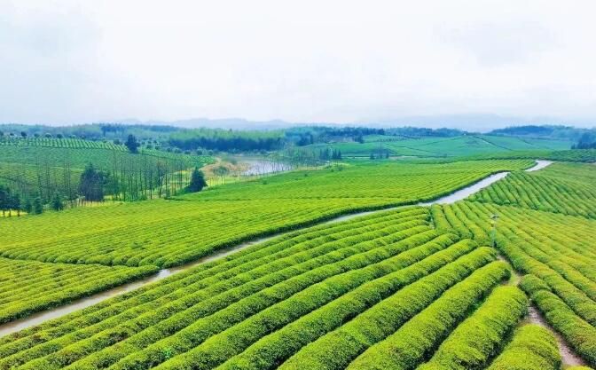 关于湖北咸宁：茶产业综合产值达130亿元的信息