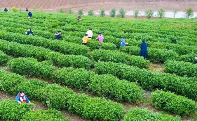 关于湖北咸宁：茶产业综合产值达130亿元的信息(4)