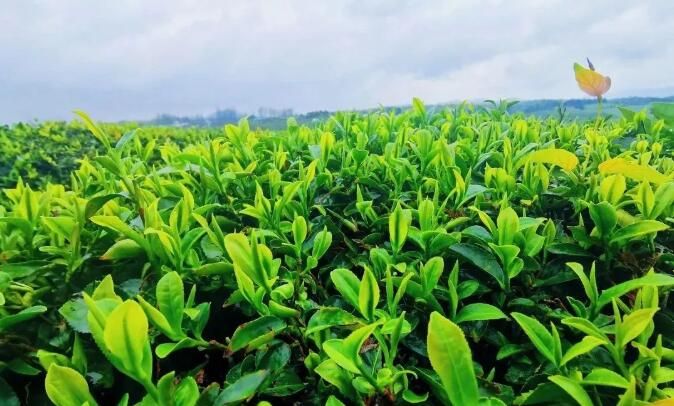 关于湖北咸宁：茶产业综合产值达130亿元的信息(3)