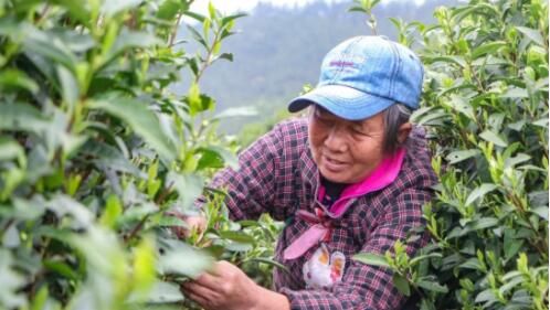 关于万年县大源镇:春茶采摘 不负春光的消息(1)