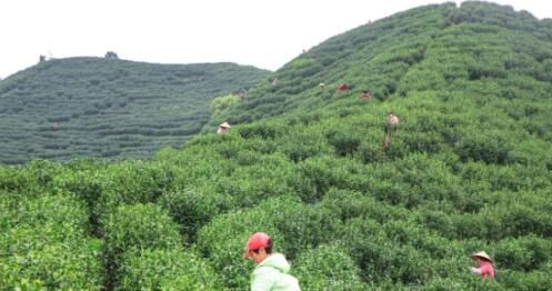 关于万年县大源镇:春茶采摘 不负春光的消息(2)