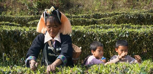 有关于云南红河县：春暖茶飘香 茶农采茶忙的信息(4)