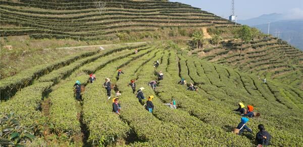 有关于云南红河县：春暖茶飘香 茶农采茶忙的信息(3)