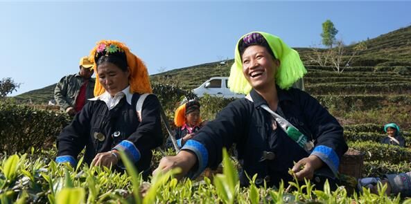 有关于云南红河县：春暖茶飘香 茶农采茶忙的信息(1)