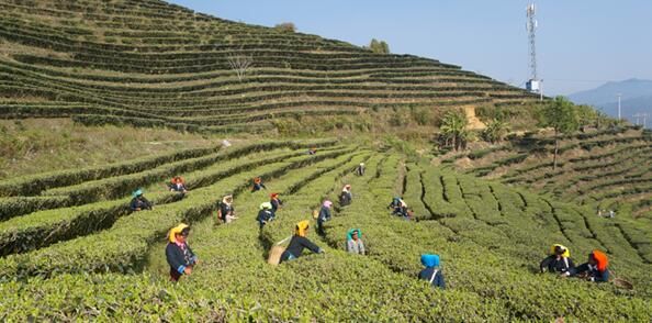有关于云南红河县：春暖茶飘香 茶农采茶忙的信息