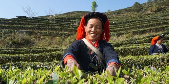有关于云南红河县：春暖茶飘香 茶农采茶忙的信息(2)