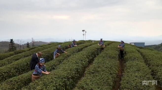 有关于湖南开采“明前茶” 山间一派丰收景象的新闻(3)