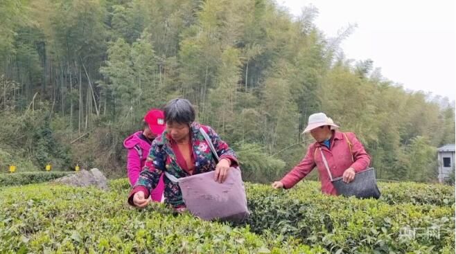 有关于湖南开采“明前茶” 山间一派丰收景象的新闻