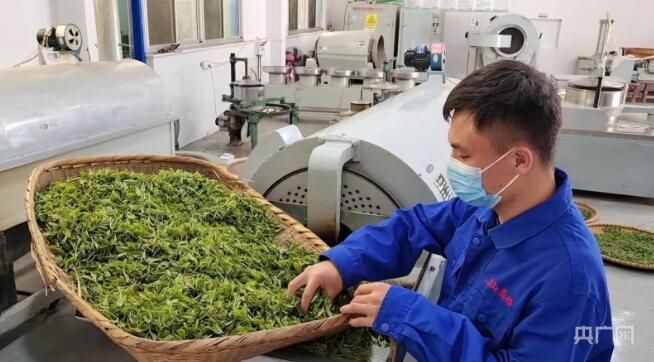 有关于湖南开采“明前茶” 山间一派丰收景象的新闻(1)