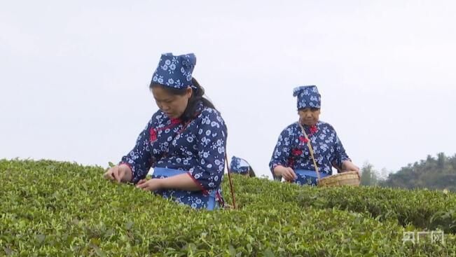 有关于湖南开采“明前茶” 山间一派丰收景象的新闻(2)