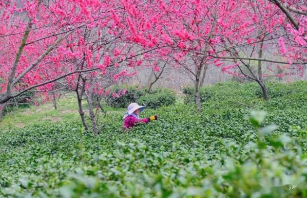关于新凤茶园又到一年采茶时 春茶采摘忙的信息(5)