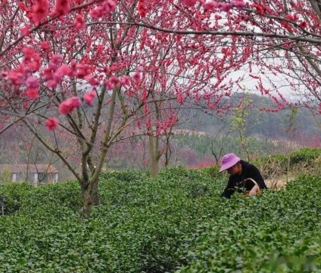 关于新凤茶园又到一年采茶时 春茶采摘忙的信息(1)