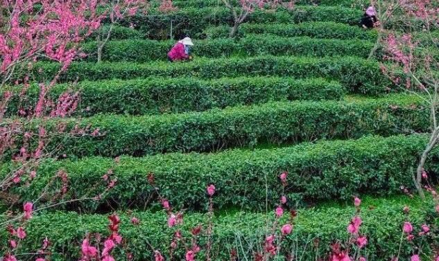 关于新凤茶园又到一年采茶时 春茶采摘忙的信息