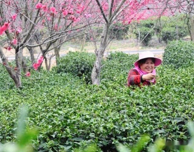 关于新凤茶园又到一年采茶时 春茶采摘忙的信息(4)