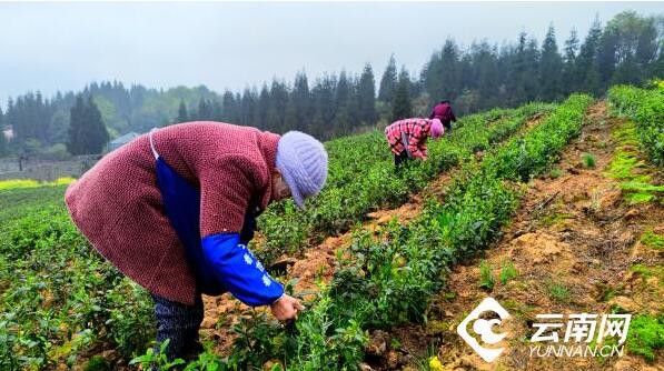 关于云南绥江：订单农业模式富茶农的最新消息