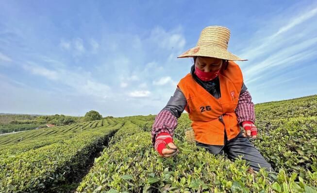 关于武汉西湖区：茶厂变景区 助力乡村振兴的新闻(2)