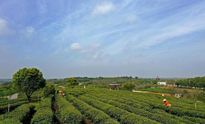 关于武汉西湖区：茶厂变景区 助力乡村振兴的新闻(1)