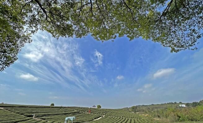 关于武汉西湖区：茶厂变景区 助力乡村振兴的新闻