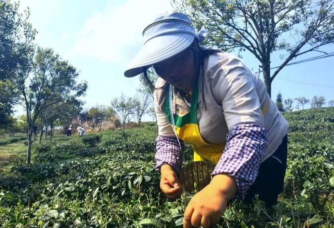 关于水城区:“水城春”春茶全面开采的相关信息(1)