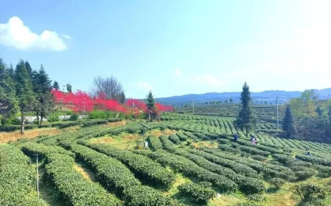 关于水城区:“水城春”春茶全面开采的相关信息(6)