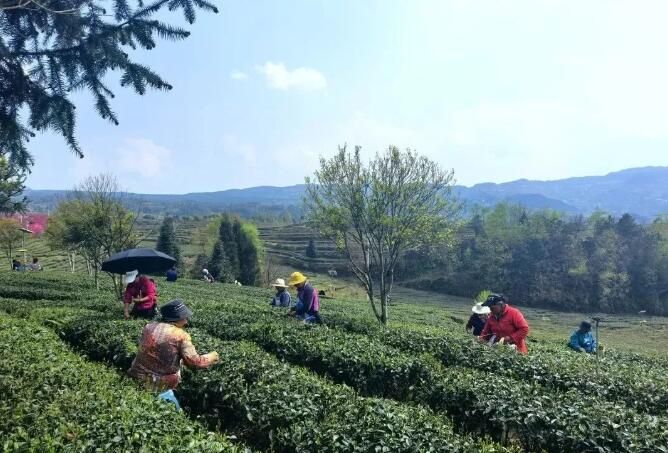 关于水城区:“水城春”春茶全面开采的相关信息