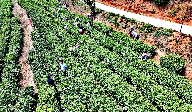 有关于临沧春茶季:一叶一春 凤庆春茶开采的相关信息(2)