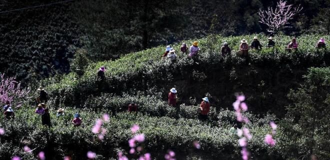 关于陕西省商洛市:茶飘香 采茶忙的相关信息