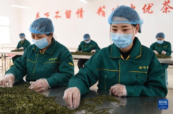 关于陕西省商洛市:茶飘香 采茶忙的相关信息(3)