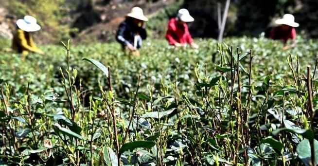 关于陕西省商洛市:茶飘香 采茶忙的相关信息(1)