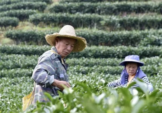 有关于政和县:统筹做好“三茶”文章,积极推动茶产业持续升级的最新消息(3)