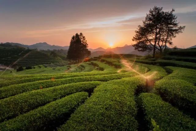 有关于政和县:统筹做好“三茶”文章,积极推动茶产业持续升级的最新消息(4)
