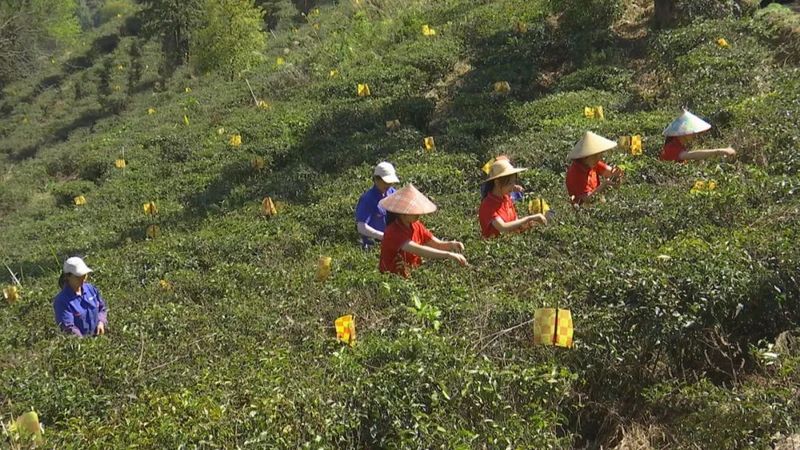 有关于广西梧州茶厂有限公司:小竹筐 凝聚六堡醇厚 装载茶农幸福的最新消息(6)