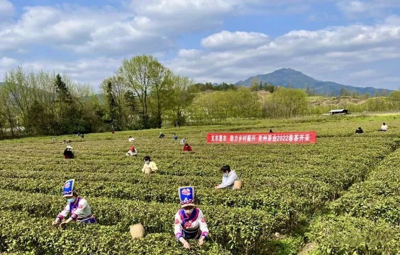 有关于汉中多措并举 春茶生产开局良好的消息(13)