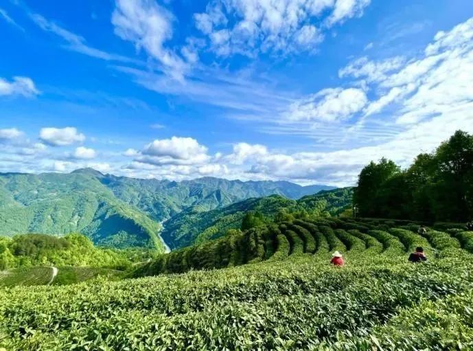 有关于汉中多措并举 春茶生产开局良好的消息