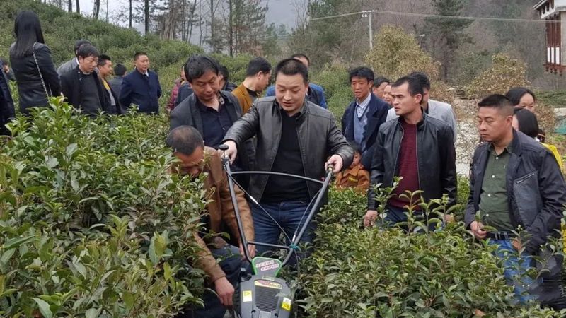 有关于汉中多措并举 春茶生产开局良好的消息(2)