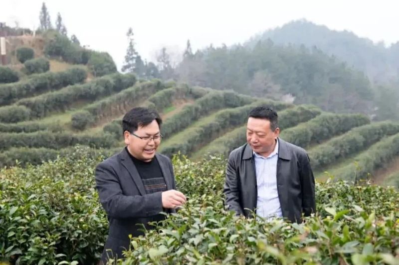 有关于汉中多措并举 春茶生产开局良好的消息(5)