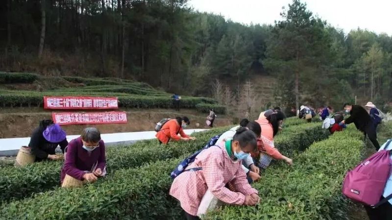 有关于汉中多措并举 春茶生产开局良好的消息(3)
