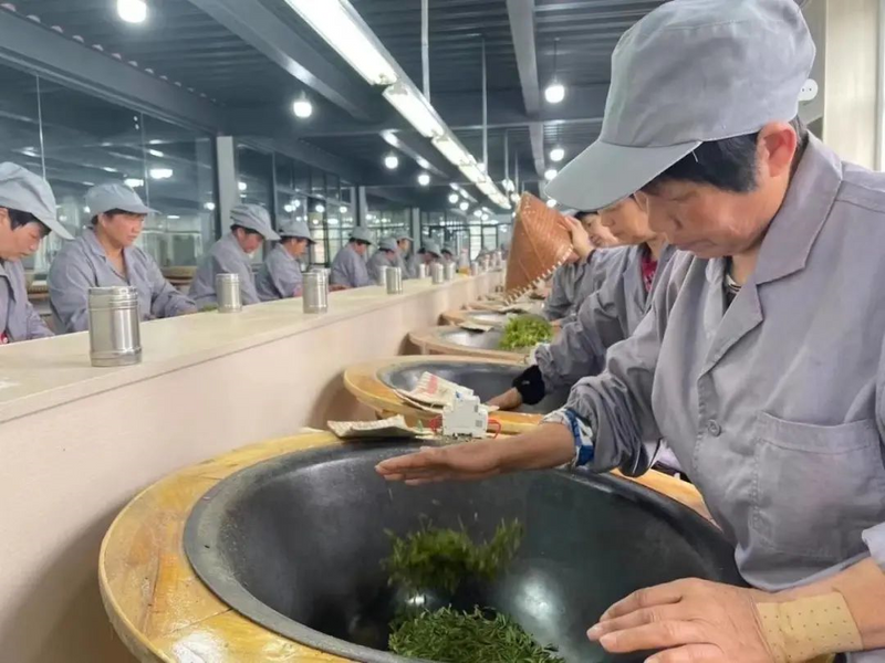 关于浙江省各地多管齐下春茶采摘难题的资讯(1)