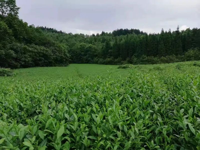 关于开阳县高寨乡毛云乡“明前茶”采收忙的相关信息(5)