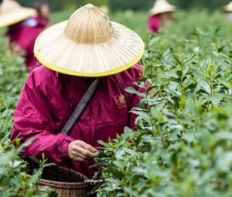 关于一周速读：茶叶进出口数据、春茶生产技术指导、多款名茶进入采摘的信息(2)