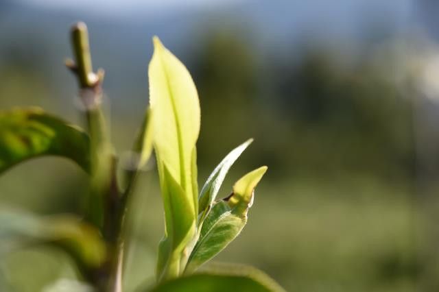 关于一周速读：茶叶进出口数据、春茶生产技术指导、多款名茶进入采摘的信息(4)