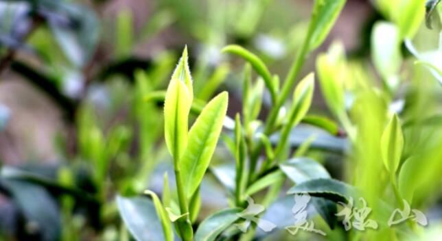 关于独山玉水镇:茶园吐新绿茶农笑开颜的内容(3)