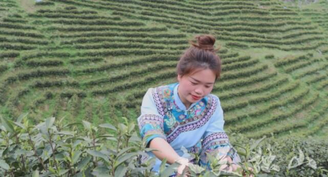 关于独山玉水镇:茶园吐新绿茶农笑开颜的内容(1)
