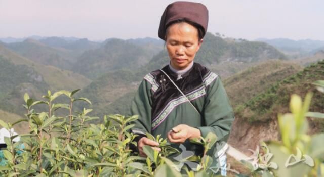 关于独山玉水镇:茶园吐新绿茶农笑开颜的内容(2)