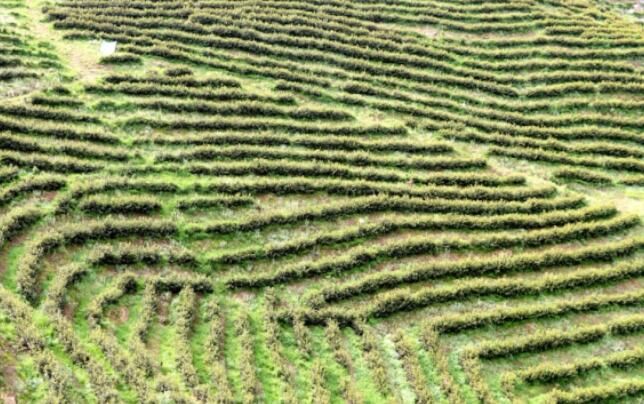 关于独山玉水镇:茶园吐新绿茶农笑开颜的内容