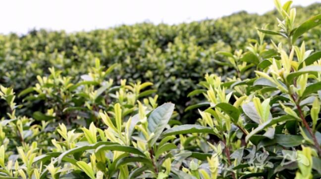 关于独山玉水镇:茶园吐新绿茶农笑开颜的内容(4)