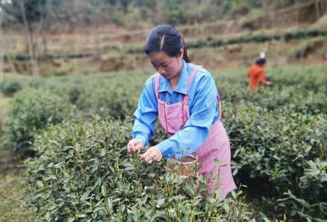 有关于正安县市坪乡：春风十里茶飘香 又是一年采茶忙的新闻(1)