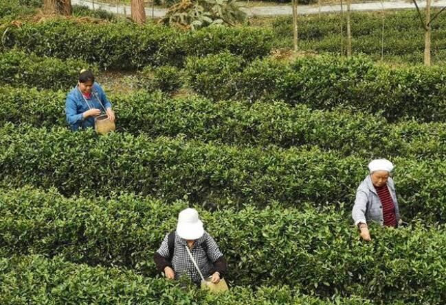 有关于正安县市坪乡：春风十里茶飘香 又是一年采茶忙的新闻
