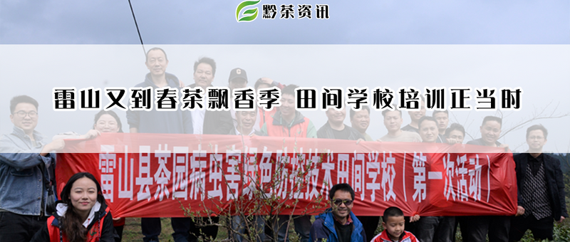 关于雷山又到春茶飘香季 田间学校培训正当时的信息